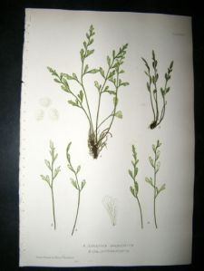 moore-nature-printed-ferns-1860-botanical-print.-asplenium-germanicum-80-58831-p[ekm]416x554[ekm]